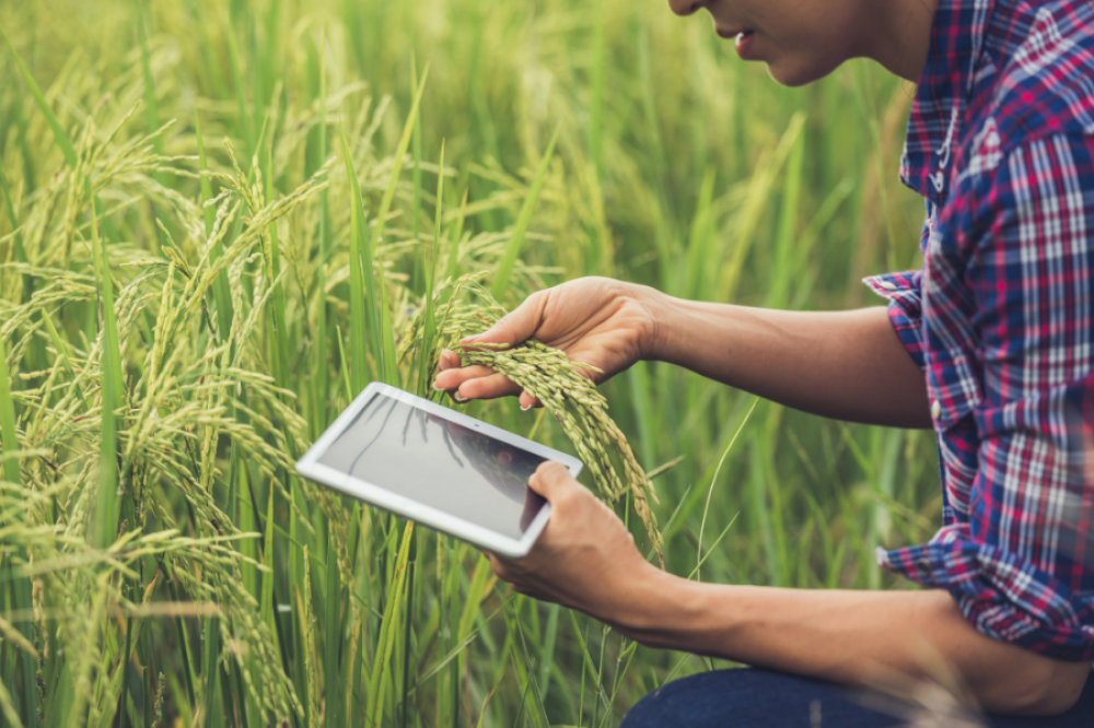 Aportaciones de Signeblock a la trazabilidad del sector agroalimentario